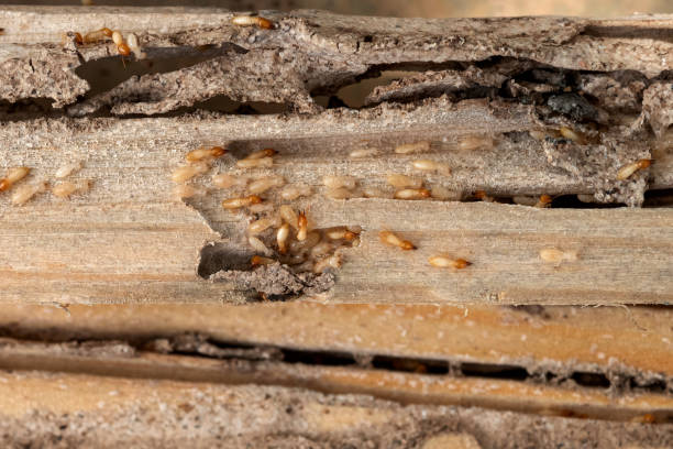 Best Ant Control Services  in Warrenvle, IL